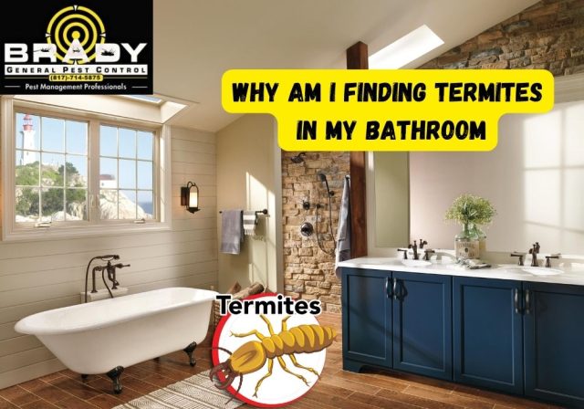 Why am I Finding Termites in my Bathroom - Brady Pest Control