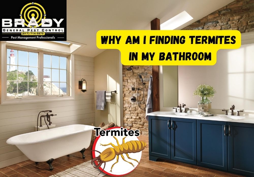 Why am I Finding Termites in my Bathroom - Brady Pest Control