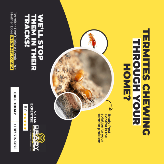 Termite Inspections and Treatment Grand Prairie, TX  Termite Inspector  WDI Report - Brady Pest Control