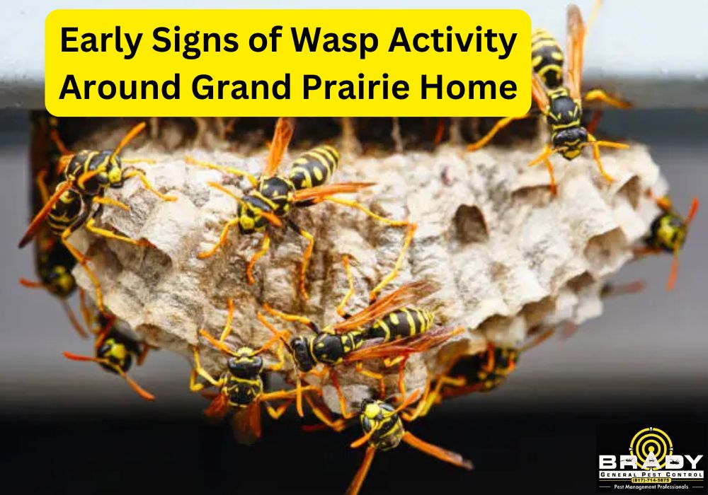 Early Signs of Wasp Activity in Grand Prairie, TX - Brady Pest Control