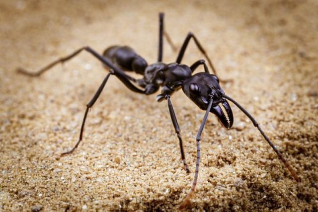Large Black Ants in Your House? It Could Be Carpenter Ants