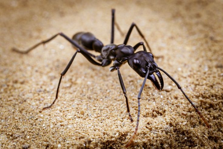Large Black Ants in Your House? It Could Be Carpenter Ants