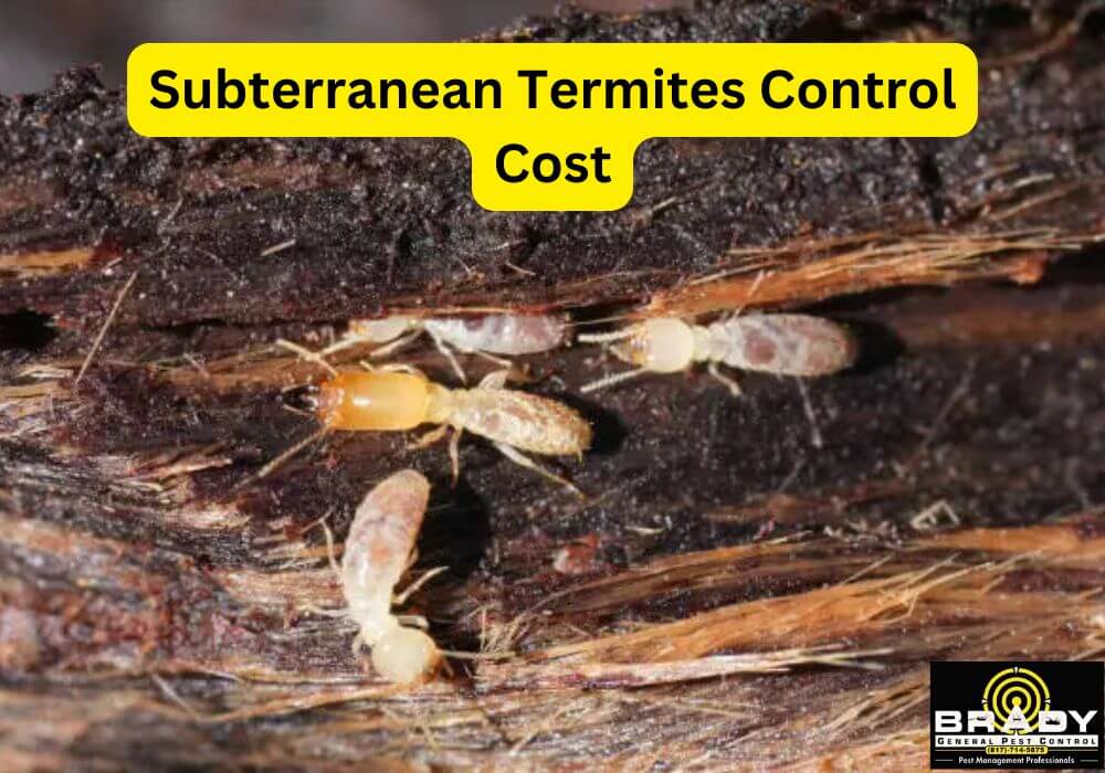 Subterranean Termites Control Cost in Grand Prairie, TX - Brady Pest Control