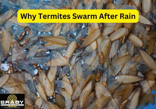 Why Termites Swarm After Rain in Grand Prairie, Texas - Brady Pest Control