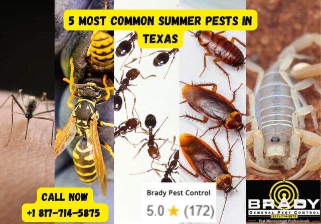 Prime Pest Season in Texas: Your Guide to the 5 Most Common Summer Pests