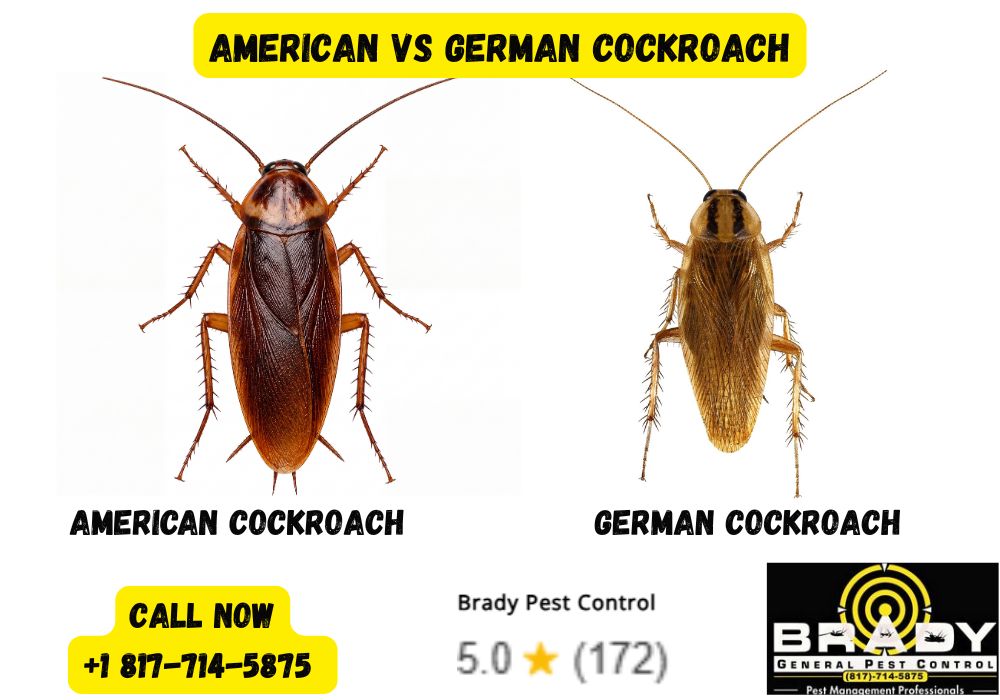 American vs German Cockroach in Grand Prairie, TX | Cockroaches Control Expert - Brady Pest Control