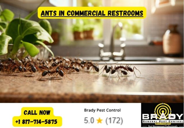 Ants in Commercial Restrooms - Brady Pest Control
