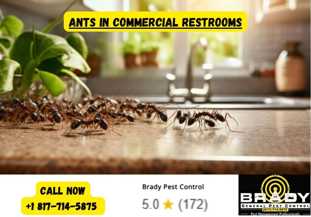 Ants in Commercial Restrooms - Brady Pest Control