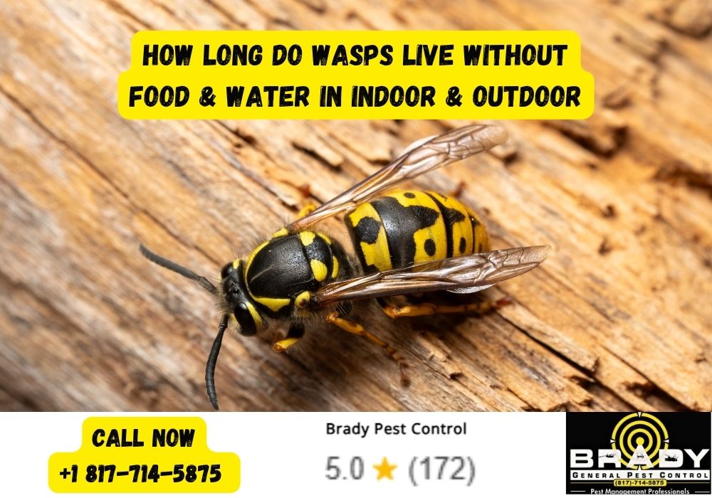How Long Do Wasps Live Without Food & Water in Indoor & Outdoor? Brady Pest Control