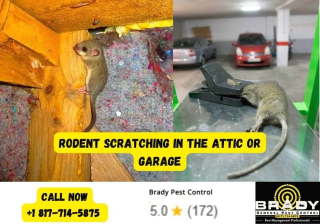 Rodent Scratching in the Attic or Garage? Signs of Rodent Activity in DFW Homes
