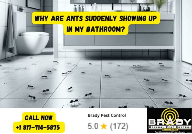 Why Are Ants Suddenly Showing Up in My Bathroom - Brady Pest Control