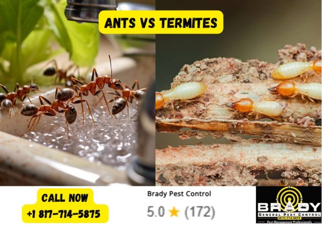 Ants vs Termites! How to Tell the Difference & Get Rid of Them in Texas 2026