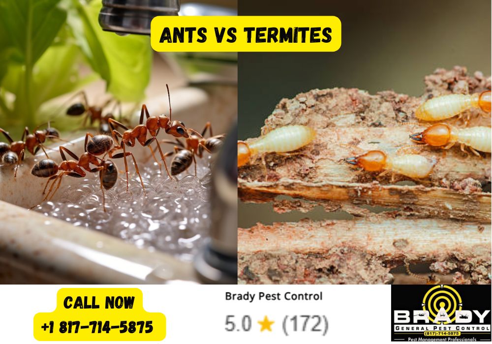 Ants vs Termites! How to Tell the Difference & Get Rid of Them in Texas 2026