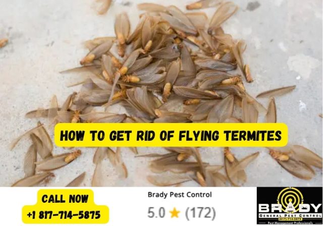 How to Get Rid of Flying Termites? Brady Pest Control