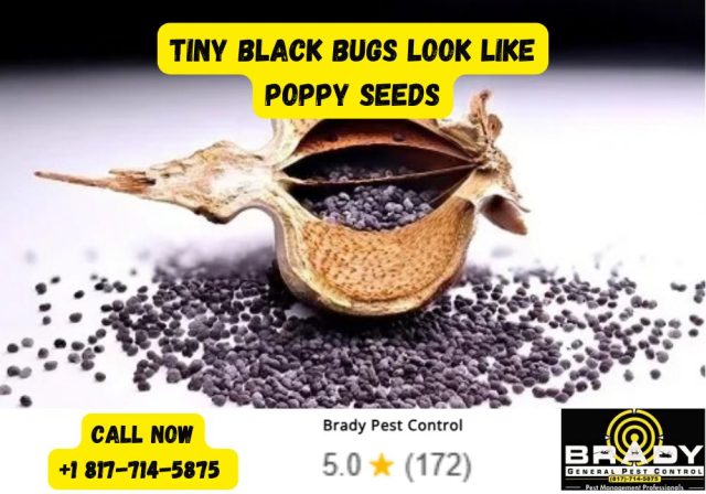 What Are Tiny Black Bugs Look Like Poppy Seeds? How to Identify & Get Rid of Them in 2026 - Brady Pest Control
