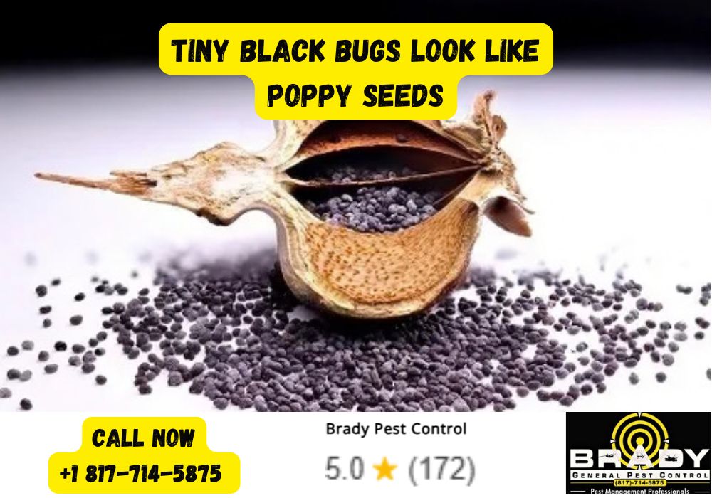 What Are Tiny Black Bugs Look Like Poppy Seeds? How to Identify & Get Rid of Them in 2026 - Brady Pest Control