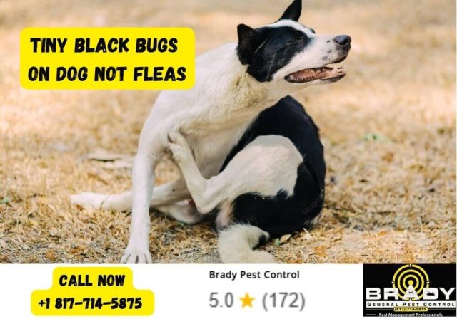 Tiny Black Bugs on Dog not Fleas - Brady Pest Control