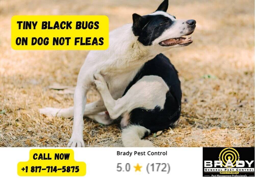 Tiny Black Bugs on Dog not Fleas - Brady Pest Control