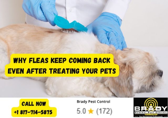 Why Fleas Keep Coming Back Even After Treating Your Pets